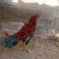 خروس|حیوانات مزرعه|میناب, |دیوار