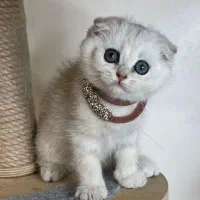 اسکاتیش و بریتیش سیلور ns11