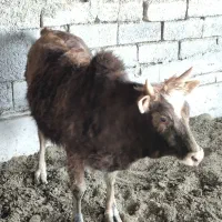 گوساله محلی داشتی و قربونی