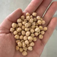 نخود سفید ترکیه امسال