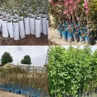 نهال های گلدانی ریشه پرس