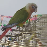 گرینچیک فروش یا معاوضه