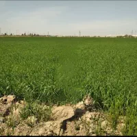 زمین ۶۰ هزار متری در تهران/سند تک برگ