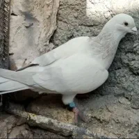 با سلام ، پنج پرنده قلدور و عالی،خوش نسل