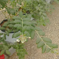 کار در گلخانه
