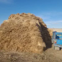 یونجه|عمدهفروشی|اردبیل, |دیوار