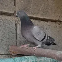 دو جفت کفتر به شرط