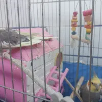 جفت طوطی عروس مولد|پرنده|بهبهان, |دیوار