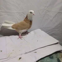 کبوتر