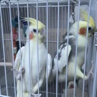 یک جفت عروس