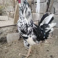 تخم مرغ نطفه دار مرغ گلین