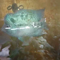 ماهی فلاور هورن و پرت|ماهی|تبریز, |دیوار