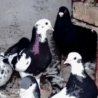 معاوضه با عروس هلندی، طوطی، مینا، مرغ عشق|پرنده|رفسنجان, |دیوار