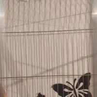 طوطی برزیلی ماده|پرنده|اهواز, کوی علوی|دیوار