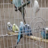 مرغ عشق انگلیسی|پرنده|کرج, حصارک پایین|دیوار