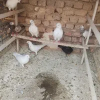 فروش کبوتر پرشی