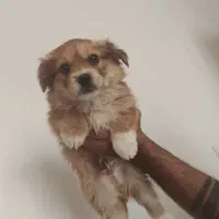 پامر عروسکی نر ۲ماهه