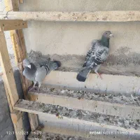 کبوتر|پرنده|ایلام, |دیوار