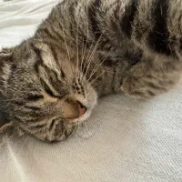 واگذاری گربه آروم