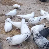 فروش کلی کبوتر|پرنده|نکا, |دیوار