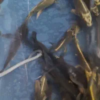 ماهی کوی سوپرباله|ماهی|قم, دروازه کاشان|دیوار