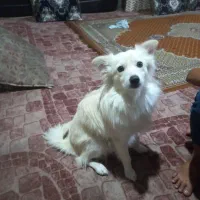 سگ نر تروتمیز