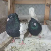 پرنده|حراج|قم, ناصردیوان|دیوار