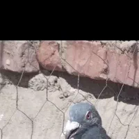 فروش کبوتر سبز