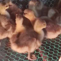 جوجه قو غاز آفریقایی ۱۵ روزه