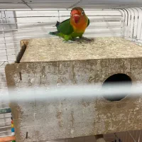 جفت طوطی برزیلی