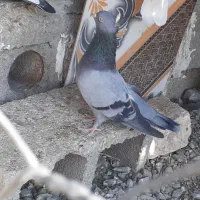 کفتر|پرنده|کهنوج, |دیوار