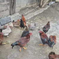 خروس محلی کاملا ارگانیک