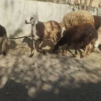 فروش بره میش قوچ پلنگی|حیوانات مزرعه|بروجرد, |دیوار