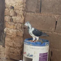 سوسکی بزک فروشی
