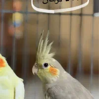 عروس هلندی|پرنده|قم, باجک یک|دیوار