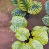 پپرومیا،تریکالر،شفلرا،پتوس مرمری