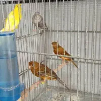 قناری|پرنده|الوند, |دیوار