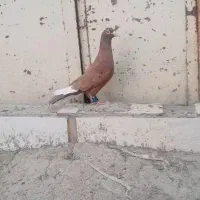 شابال حبشی سرخ دورگ