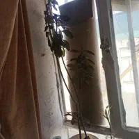 گیاهان اپارتمانی|گل و گیاه طبیعی|خرمشهر, |دیوار
