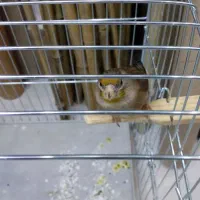 سهره قناری|پرنده|سقز, |دیوار