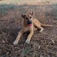 توله سرابی نر