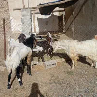 فروش تعدادی بز و بزغاله اصیل پاکستانی گوش دراز|حیوانات مزرعه|مهاباد (آذربایجان غربی), |دیوار