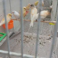 قناری پرتقالی کشیده درشت