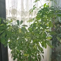 گل وگیاه|گل و گیاه طبیعی|خمینی‌شهر, |دیوار