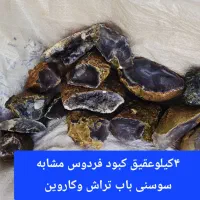 فروش توپی شجر فردوس