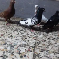 ۶تا دوری به شرط