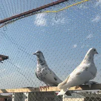 کبوتر|پرنده|رشت, ساغری سازان|دیوار