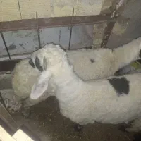 میش و بره  چاق وگیسه ابستن