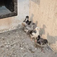 جوجه گلین دو هفته ای