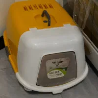 گربه اسکاتی ۱۶ ماهه|گربه|ساری, |دیوار